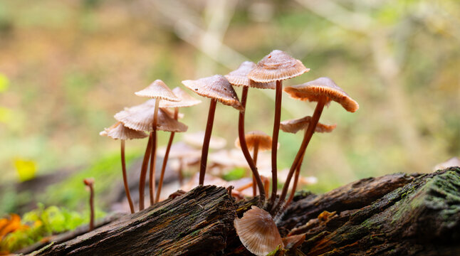 Bleeding fairy helmet mushrooms grow on dead wood, tree trunk, mycena haematopus, burgundydrop bonnet, autumn forest, Mullerthal Luxembourg