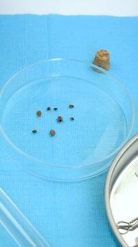 The tick laboratory is conducting an analysis. Selective focus.