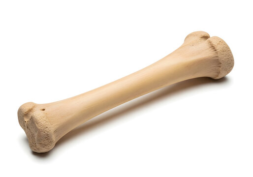 Clean bone model of human radius and ulna isolated on white background