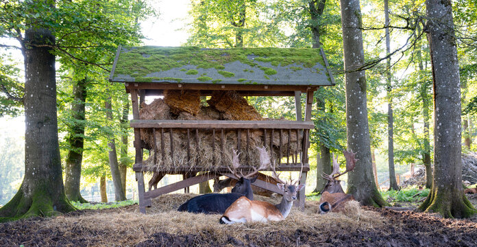 Fallow deer resting beneath wooden hay rack in forest, bucks with antlers, black forest in Germany, wildlife in woodland, hay in manger 