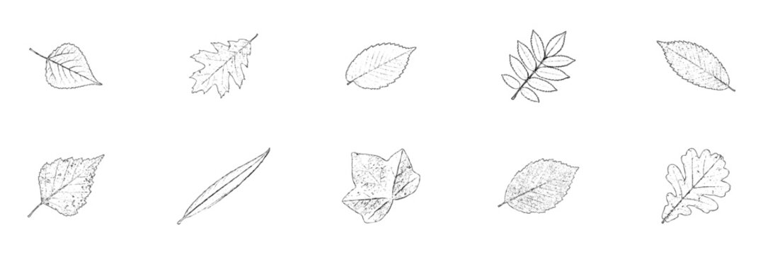 Hand drawn sketch collection of wild forest leaves like willow, oak and elm in elevation view.
