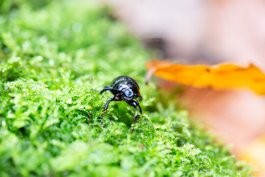 Forest dung beetle, Anoplotrupes stercorosus, black glossy dark blue to violet sheen, ecosystem of woodland, aerating the ground and soil, animal on moss