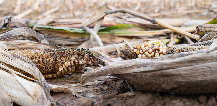 Heatwave in summer, dry rotten corn cob on agricultural field, food producer, dried out soil, water shortage, farmland on countryside
