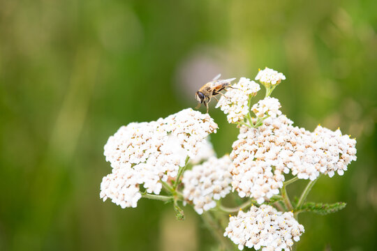 Wild carrot plant, daucus carota, wildflower with honey bee collecting nectar, flowers attract pollinator