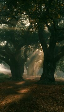 Golden hour illuminates a tranquil path lined by ancient oak trees serene landscape photography