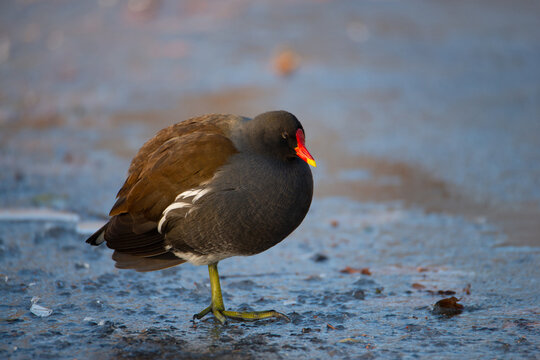 Common gallinule, Gallinula galeata moorhen waddle over frozen and snow covered pond in winter, birds in cold icy weather