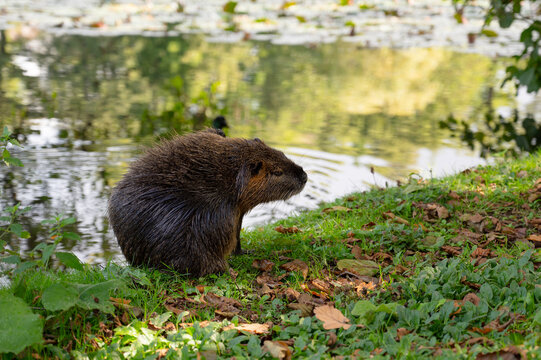 Nutria river rat on meadow, coypu herbivorous, semiaquatic rodent, Myocastoridae at water pond, wildlife animal, habitat wetland