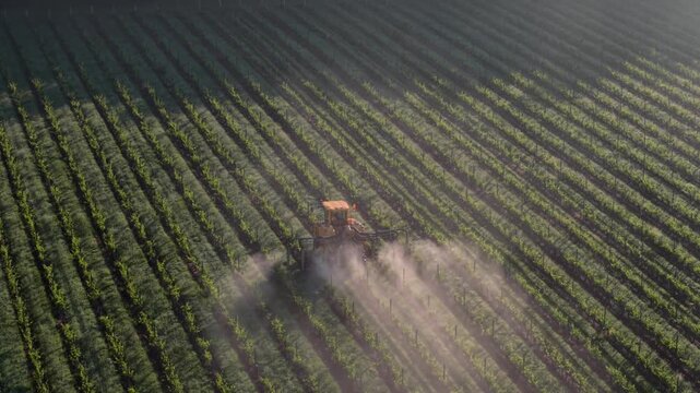Aerial view of a tractor spraying a vineyard during the golden hour in Targon, Nouvelle-Aquitaine, France.