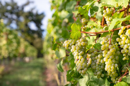 Green grapevine, ripe riesling wine grapes growing on vine, vineyard in Trier, Mosel Valley Germany, agriculture at Moselle river