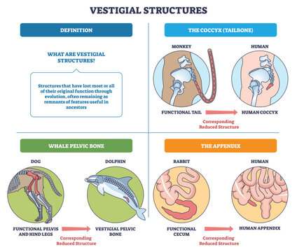 Vestigial structures brief sketch shows evolution by comparing coccyx, whale pelvic bone, and appendix, illustrating reduced ancestral functions across species. Outline diagram