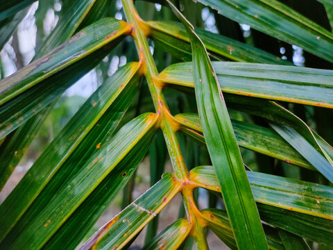 A close-up view of palm frond leaflets attached to a distinct yellow and orange central stem