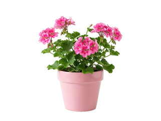 Naklejka premium Pink geranium flower in a pot. Potted blooming plant isolated on white background.