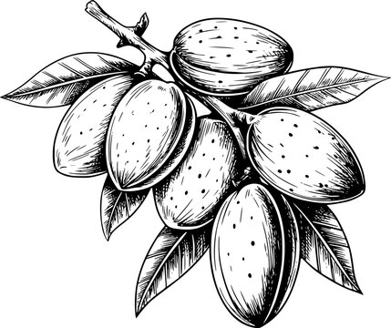 Dibujo a mano de un grupo de almendras maduras en una rama con hojas verdes en un estilo vintage