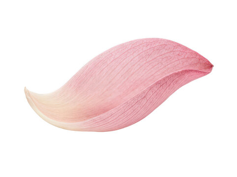 Single pink lotus petal isolated. Soft floral element for spa and wellness design.