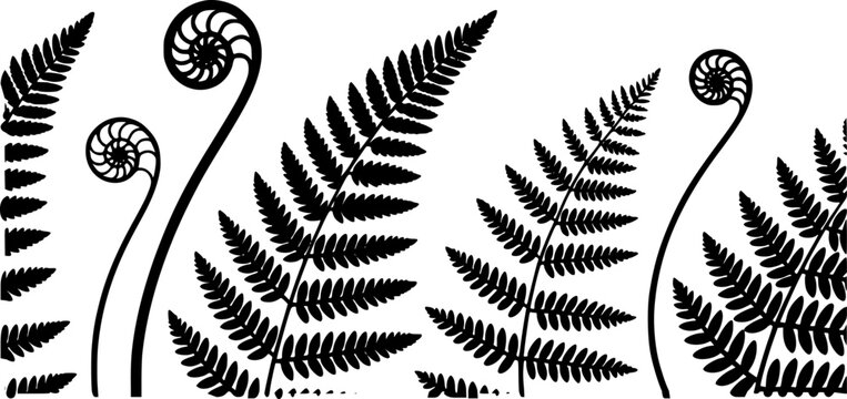 Una imagen minimalista en blanco y negro que presenta frondas de helecho y helechos brotando