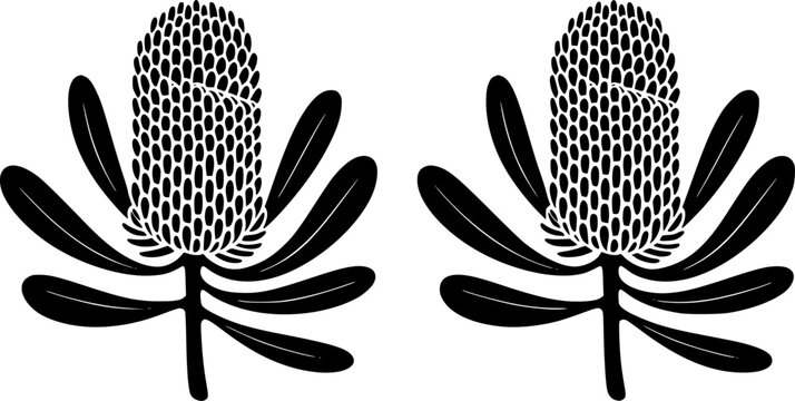 Dos im&aacute;genes estilizadas en blanco y negro de flores de banksia australianas dispuestas en un patr&oacute;n sim&eacute;trico