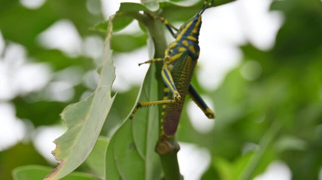 Poekilocerus pictus. Its common name is painted grasshopper,&nbsp;aak grasshopper&nbsp;and&nbsp;ak grasshopper. It is a fairly large and brightly coloured species of&nbsp;grasshopper. This is toxic.