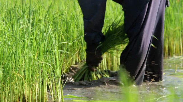 Rice Paddy Cultivation: A farmer, dressed in black, diligently plants young rice seedlings in the flooded paddy fields under a clear sky.