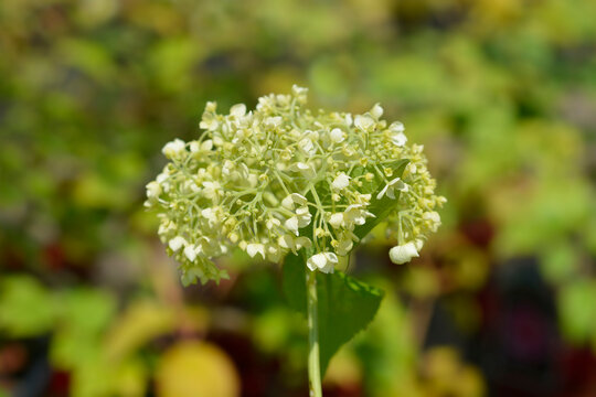 Smooth hydrangea white flowers - Latin name - Hydrangea arborescens Annabelle