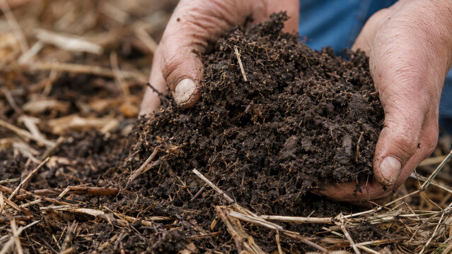 Hands holding compost soil in field