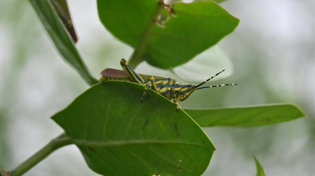 Poekilocerus pictus. Its common name is painted grasshopper,&nbsp;aak grasshopper&nbsp;and&nbsp;ak grasshopper. It is a fairly large and brightly coloured species of&nbsp;grasshopper. This is toxic.