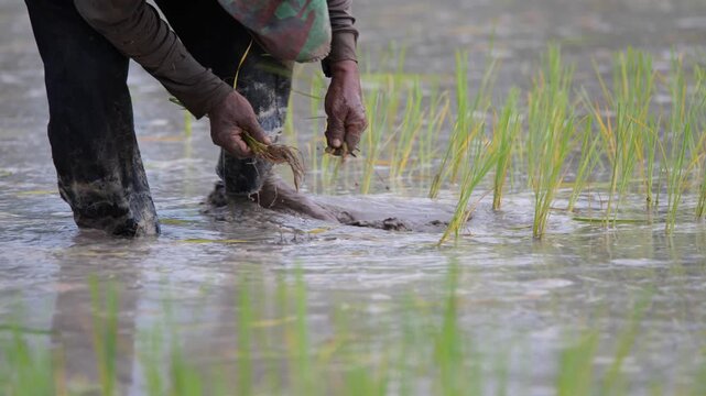 Farmer Planting Rice Seedling: Close-up of a farmer's hands planting a rice seedling in a flooded paddy field, highlighting the traditional agricultural practice and the connection to the land.