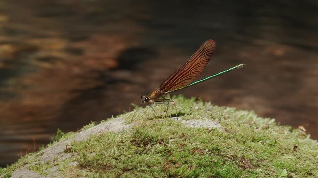 苔むした石の上で休むミヤマカワトンボ（環境音あり）