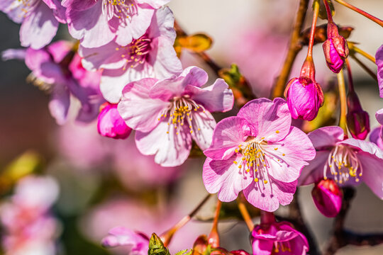 Close Up of Kawazu Cherry Blossoms Blooming in Early Spring Japan