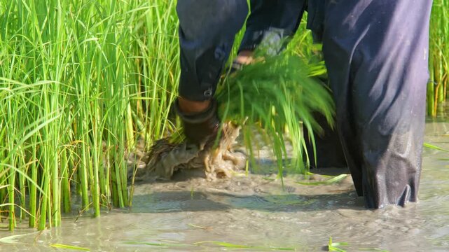 Rice Paddy Planting: A farmer diligently plants rice seedlings in a waterlogged paddy field, surrounded by vibrant green shoots, showcasing traditional agriculture.