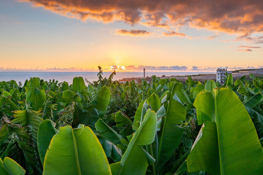Banana Plants, La Palma, Canary Islands, Spain