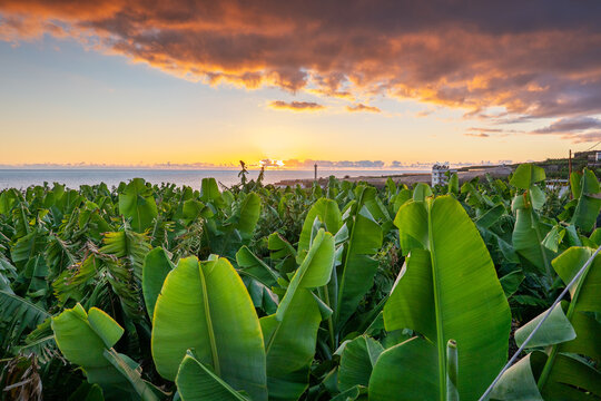 Banana Plants, La Palma, Canary Islands, Spain