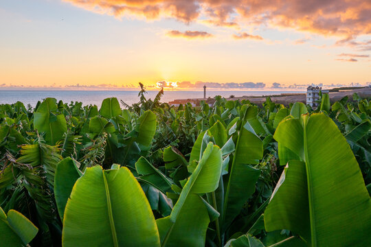 Banana Plants, La Palma, Canary Islands, Spain