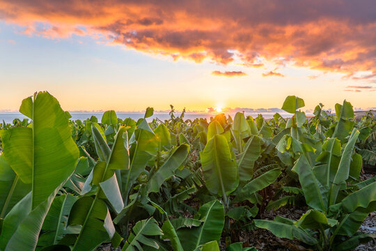 Banana Plants, La Palma, Canary Islands, Spain