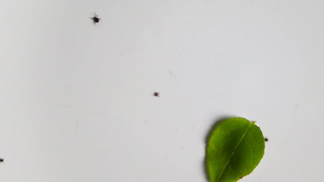 Multiple black legged ticks, potential carriers of Lyme disease and encephalitis, actively crawling near a green leaf on an isolated white background, highlighting the danger of these parasites