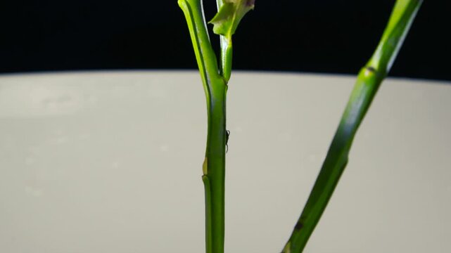 Macro shot of a tiny, blacklegged tick, a potential carrier of Lyme disease, slowly climbing up the green stem of a blueberry plant in a botanical study, representing a dangerous parasite