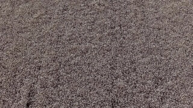 An aerial perspective captures a vast expanse of golden wheat field during harvest season, showcasing agricultural abundance and natural patterns.