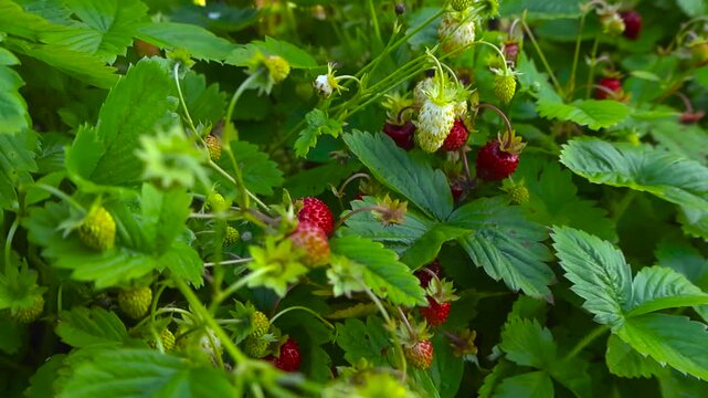 Dense patch of wild strawberries with ripe red berries and unripe green ones growing among vibrant green leaves in a natural setting, gently swaying in the soft light of a garden