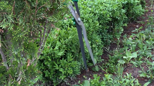 Trimming Boxwood Hedge with Garden Shears