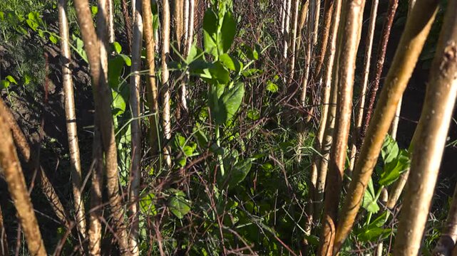 Young green pea plants with fresh leaves and tendrils growing up a natural, rustic wooden stick trellis in a sunny vegetable garden, representing growth, agriculture, and sustainable farming