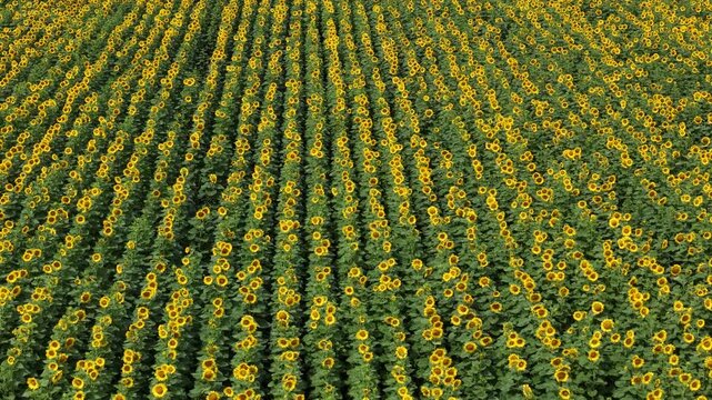 Vast sunflower plantation viewed from above showcasing agricultural symmetry, growth, and vibrant yellow blossoms during the peak summer season.