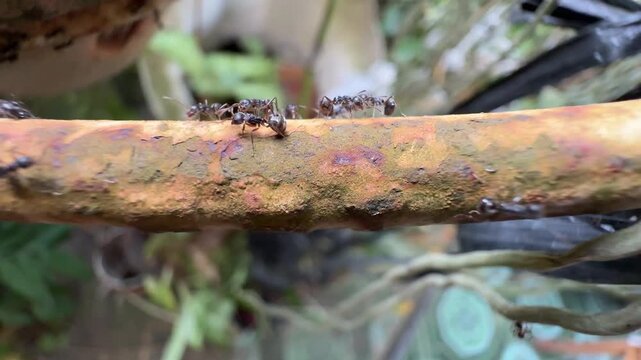 Colony of Black Ants Crawling on a Rusty Pipe, A close-up macro shot showing a group of busy black ants walking in a line along a textured, rusty brown pipe against a blurred green nature background.