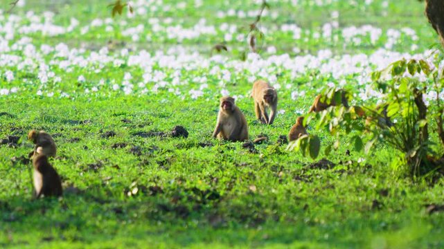 A troop of wild rhesus macaque monkeys foraging and playing in a vibrant green field with white flowers in India. Authentic wildlife behavior in a natural habitat.