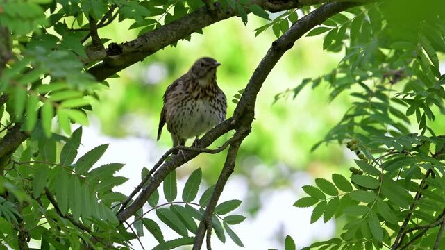 Song thrush (Turdus philomelos) perched on branch in rowan tree and preening feathers in spring