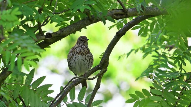 Song thrush (Turdus philomelos) perched on branch in rowan tree and flying away in spring