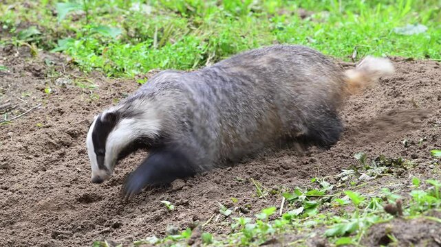 European badger (Meles meles) digging up soil / earth in spring