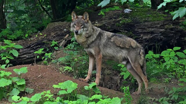Eurasian wolf / European grey wolf (Canis lupus lupus) standing at entrance of den / burrow under fallen tree trunk in forest in spring