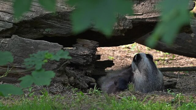 European badger (Meles meles) lying on its back, getting up and scratching fur under fallen tree trunk in forest in spring / summer