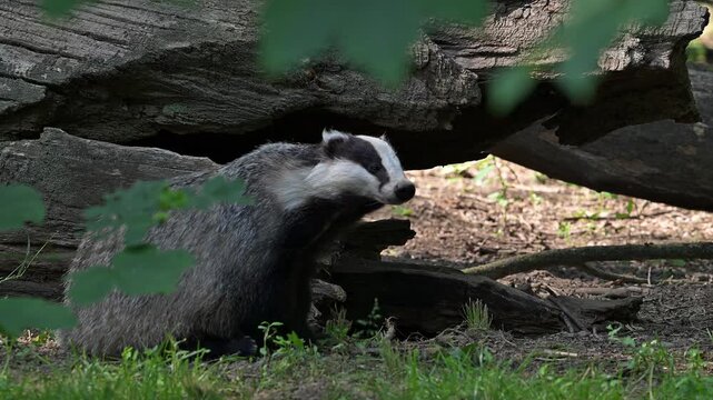 European badger (Meles meles) scratching fur in front of fallen tree trunk in forest in spring / summer
