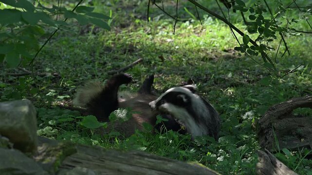 European badger (Meles meles) female lying on its back, scratching fur of belly in grassland at edge of forest in spring / summer