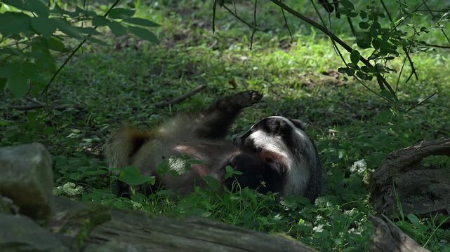 European badger (Meles meles) female lying on its back, scratching genitals in grassland at edge of forest in spring / summer
